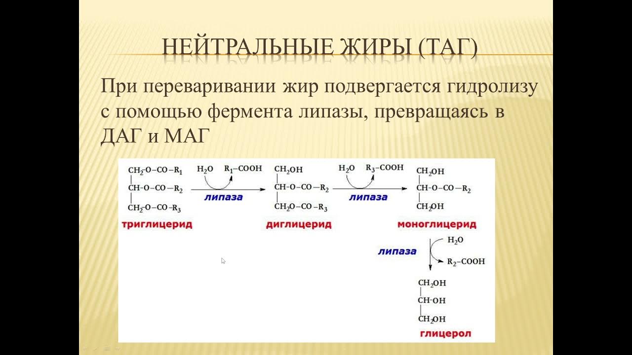 Переваривание нейтрального жира