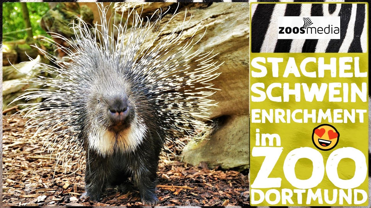 Zoo Dortmund: Enrichment für STACHELSCHWEINE | zoos.media