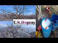 T s o  tree spray oil in apple orchard