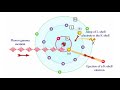 GAMMA RAY SPECTROSCOPY AT WIT • Dr. Claire Keary | WIT