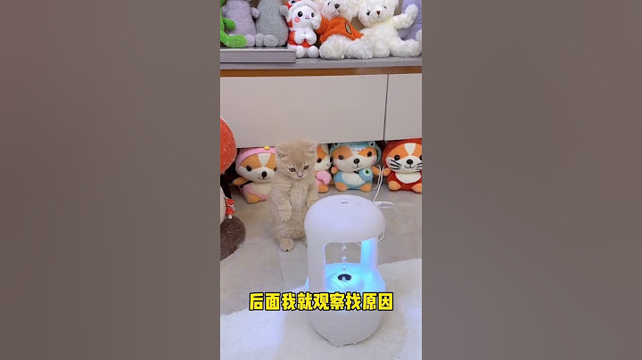 【獨生子的日常】终于找到了小黄走路内八字的原因#铲屎官的乐趣 #小奶喵