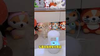 【獨生子的日常】终于找到了小黄走路内八字的原因#铲屎官的乐趣 #小奶喵