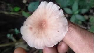 Entering the Forbidden Forest