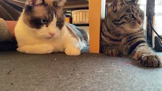 2人で仲良く#かわいい猫動画 #cat #ネコ #きじとら猫