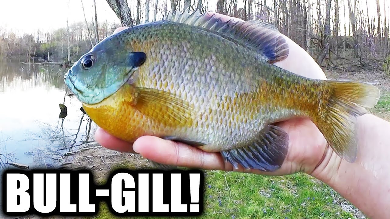 This is Why I LOVE Gulp Minnows! Bank Fishing for BULLGILL 