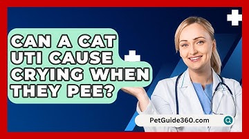 Can A Cat UTI Cause Crying When They Pee? - PetGuide360.com