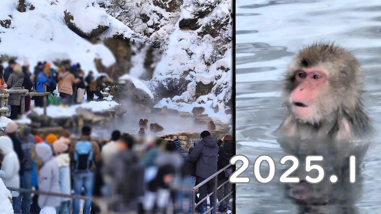 温泉につかる猿(スノーモンキー) | 2キロ歩いて猿の温泉、雪の地獄谷へ(地獄谷野猿公苑, 2025年1月)
