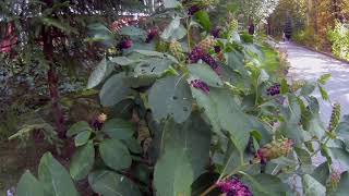 Курорт Увильды. Клумбы. Лаконос - Фитолакка Курорт Увильды. Клумбы. Лаконос - Фитолакка