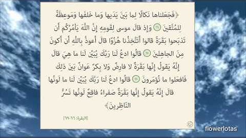 سورة البقرة من آية 66 الى 69