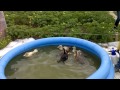Утки купаются первый раз в жизни!