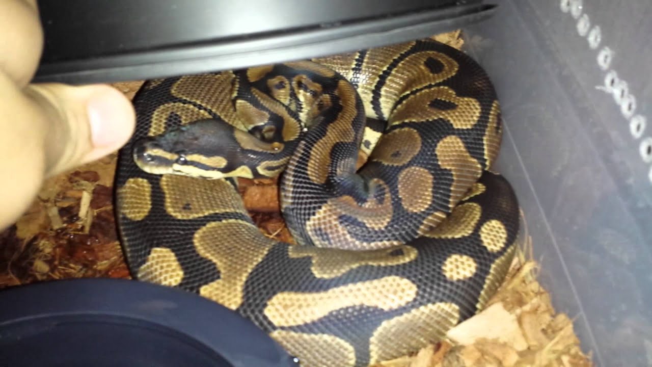 awesome sport WHOLE LOTTA BEDDING