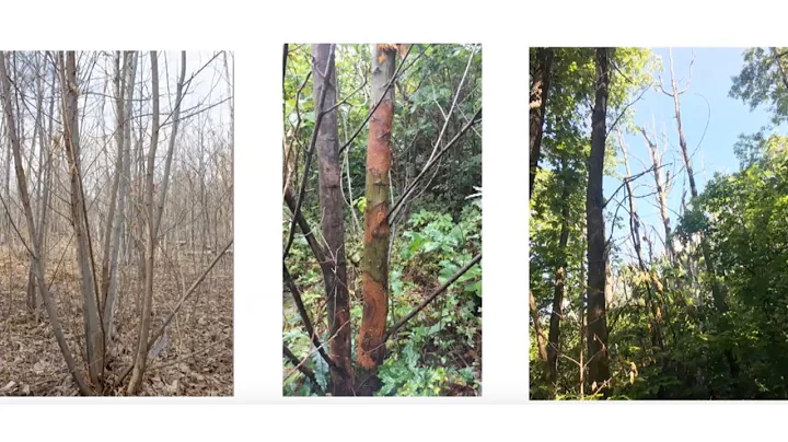 Chestnut Chat - Biocontrol: Chestnut Blight and Hy...