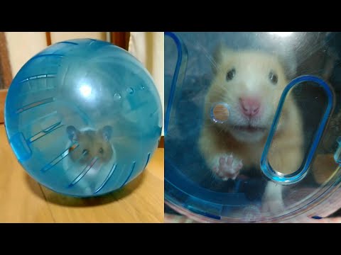 hamster-ball-//funny-hamsters-running-in-tank-maze-race//-diy-hamster