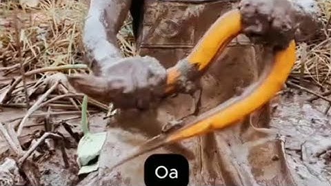 500 TỆ BAO NGUYÊN AO ĐỂ BẮT LƯƠN QUÁ NHIỀU LƯƠN KHỦNG Ở CÁI AO NÀY 