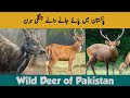 Wild Deer of Pakistan | Alpine Musk Deer - Barking Deer - Hog Deer | Wildlife of Pakistan
