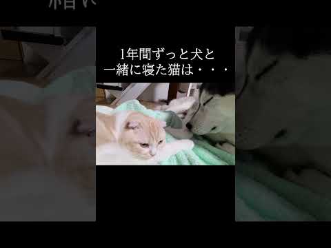 猫のおやすみの挨拶が可愛すぎる...#shorts