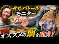 【爬虫類】サルバトールモニター が喜ぶ、オススメの餌を紹介。【コマイニー ブラックドラゴン】