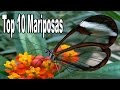 Las 10 Mariposas Más Bellas del Mundo