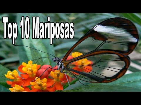 Video: Las Mariposas Más Bellas Del Mundo