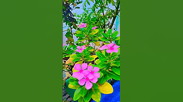 Thumbnail of periwinkle flowers plant 🌺🌺 #shorts video #trending #viral short #shorts #ytshorts