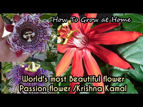 How To Grow PASSION FLOWER / May Pop / Krishna Kamal / Rakhi Phool In Pot, Most Beautiful Flower.