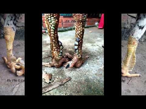 Video: Cov Cawv Qaib Ntim Zoo Nkauj