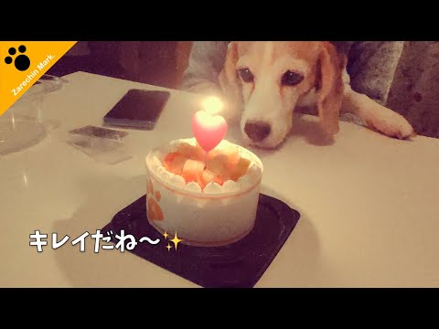 ビーグル犬ザレちん、クリスマスでロマンティックが止まらない🎁