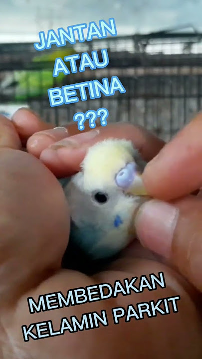 CARA MEMBEDAKAN KELAMIN BURUNG PARKIT YANG CANTIK