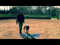 Reno, NV Expert Dog Trainer: 10 Month Old German Shepherd Learns Heel In One Hour! Reno, NV Expert Dog Trainer: 10 Month Old German Shepherd Learns Heel In One Hour!