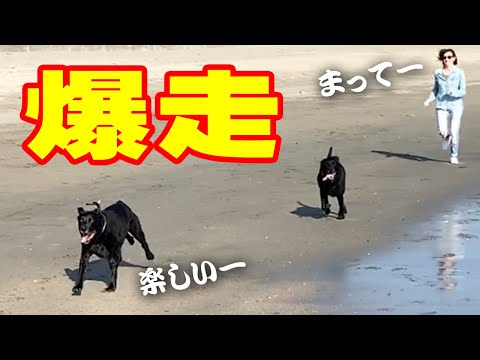 しつけを無視して海散歩を満喫するラブラドールレトリバーが可愛い