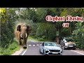 Elephant chasing car  elephant attack  natures womb