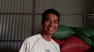 tiết tục làm sạch lúa nếp cẩm 