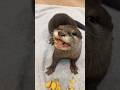 はじめてタマゴを食べた赤ちゃんカワウソ #shorts
