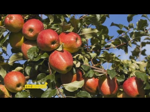 Video: Jinsi Ya Kuteka Apple