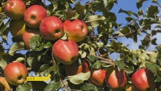 Apple Farming In Kenya - Part 1 Fresh and Fruity Apple Farming In Kenya - Part 1 Fresh and Fruity