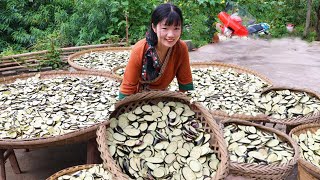 1¥/kg eggplant gone! 200kg turned mushroom  city folks' fav! [Oat line tour]