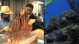 Medicines From The Sea