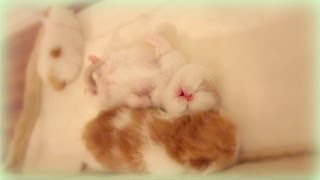Kitten Practicing Sleep Yoga by sweetfurx4 48,531 views 10 years ago 1 minute, 1 second