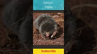 Europian Mole