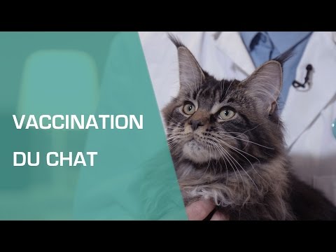 Vidéo: Secrets De Santé Du Chat Pour Aider Votre Chat à Vivre Une Vie Longue Et Saine