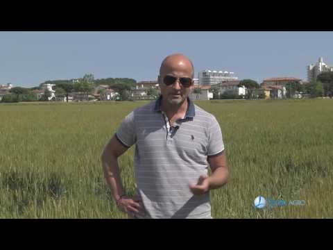 Video: Tecnologia Agricola Per La Coltivazione Di Angurie Vicino A San Pietroburgo