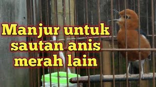 Anis merah belajar plong untuk pancingan