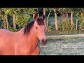 Walking & Talking Horses - Injuries, Guinea Hens, Rabbits, Cats & More