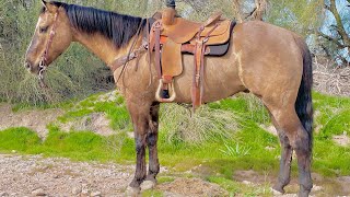 “Dun D Little Man” 2017 APHA gelding  Top Gun Horse Sale 2024