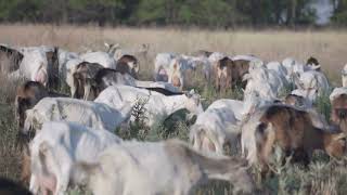 goat herd walking and grazing on a meadow and eats grass by TMA WORLD No views 1 month ago 9 seconds