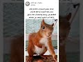 صوت السنجاب عندما يشعر بالخطر صوت السنجاب عندما يشعر بالخطر