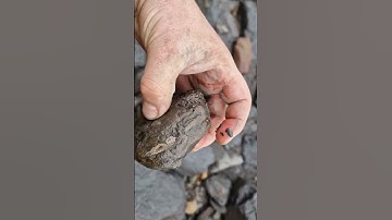 #fossilhunting at Sandsend #whitby. Dactylioceras ammonite fossil nodules #shorts