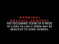 WARNING!! Graphic Content -  A Zebra attacked by a pride of lions