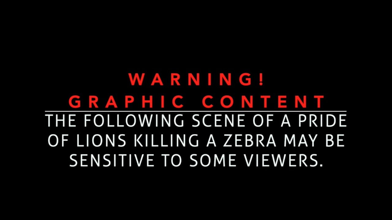 WARNING!! Graphic Content -  A Zebra attacked by a pride of lions