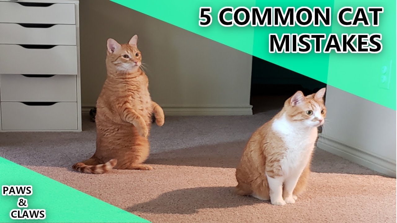 5 Common Cat Mistakes